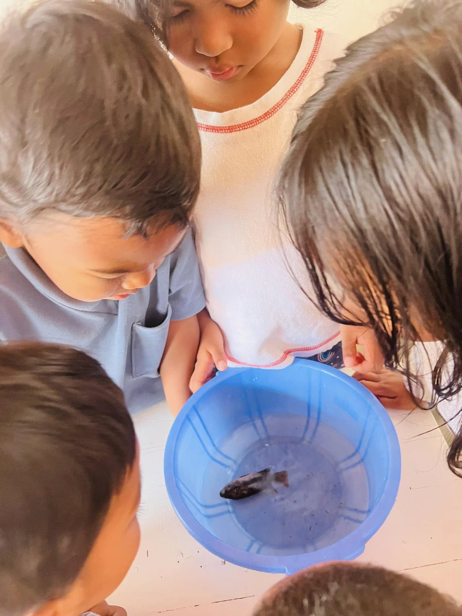 Découverte du monde animal : les enfants explorent le corps d’un poisson en Montessori
